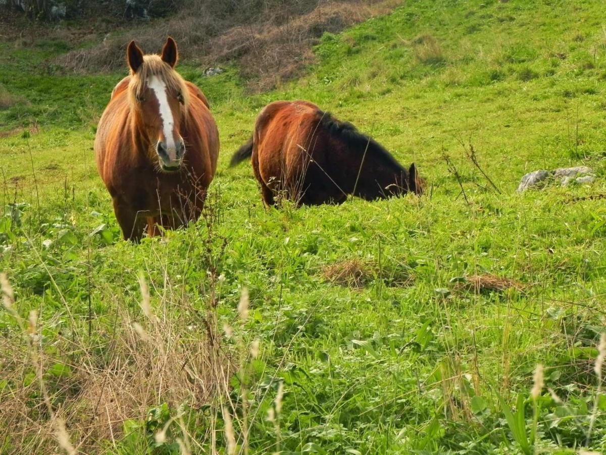Apartamentos Rurales Vallanu Rodeados De Naturaleza En Llanes Y A 3 Kilometros De Las Playas Eksteriør bilde
